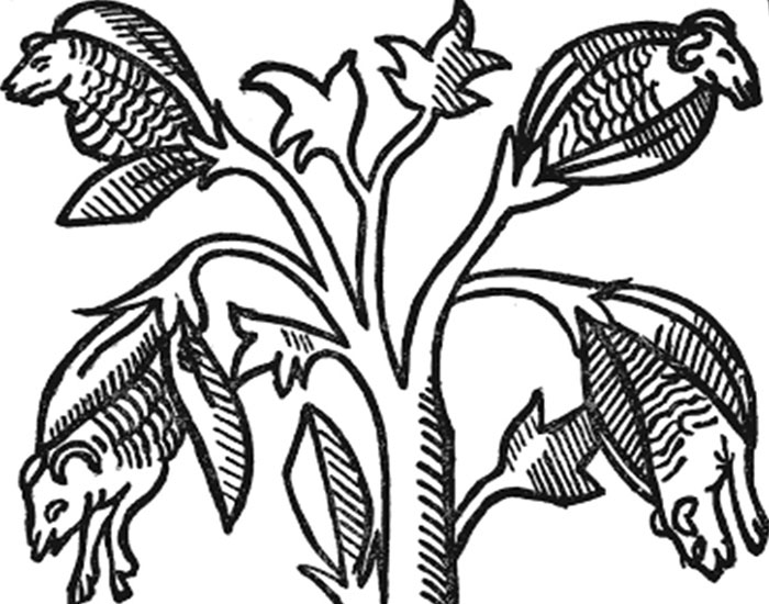 A Zoophyte Fantasy? European Myths about Indian Cotton