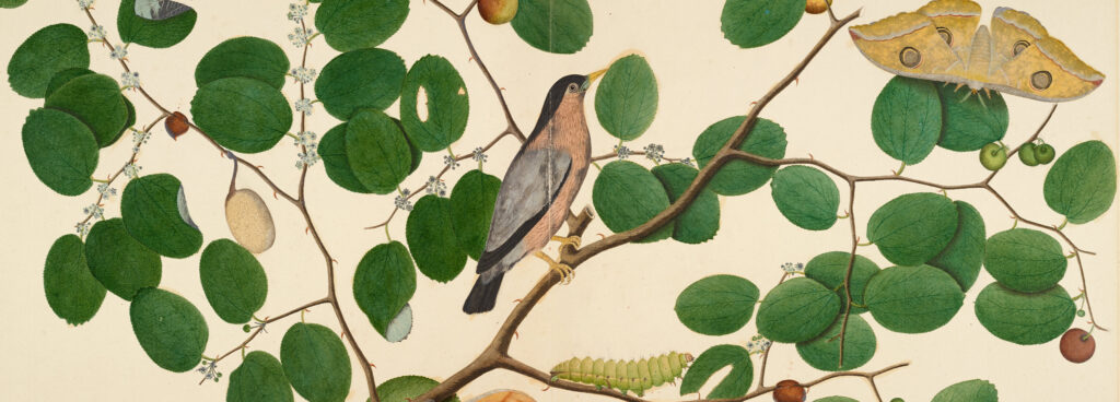 Company Painting: Art, Empire and Science