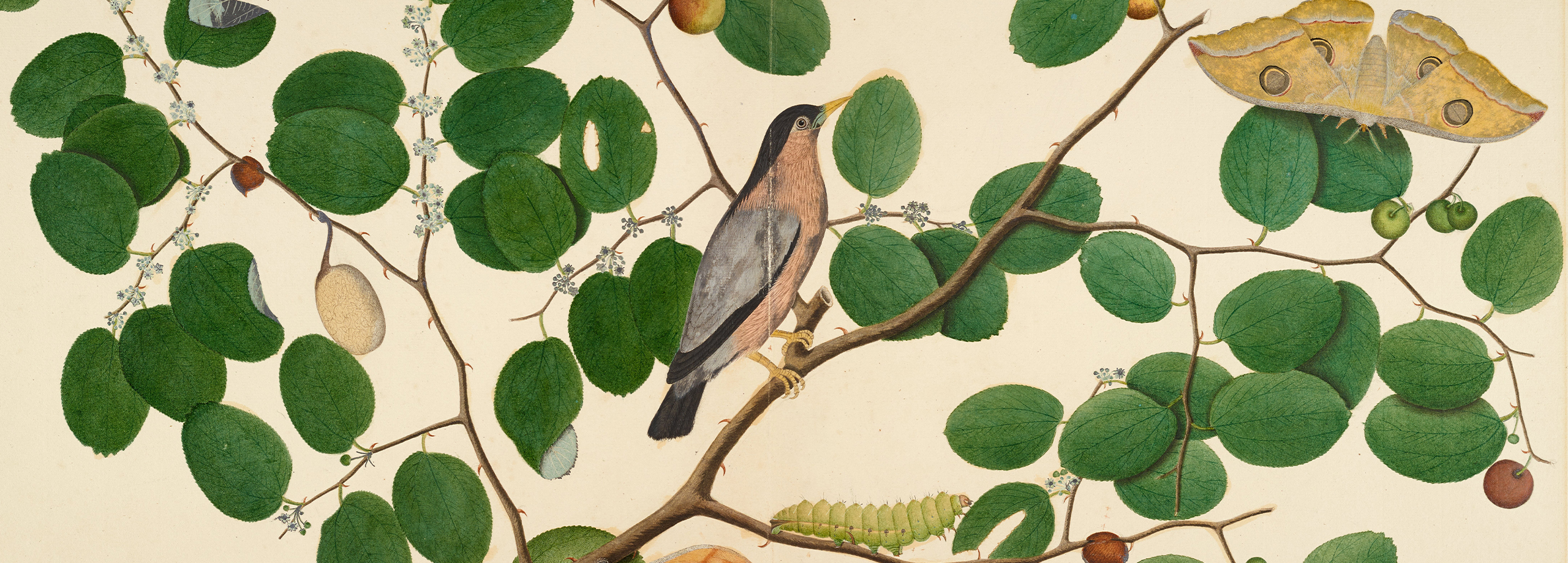 Company Painting: Art, Empire and Science