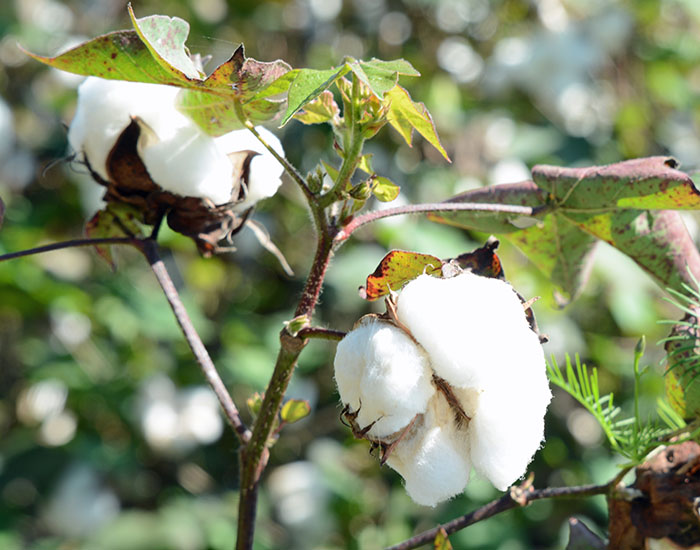 Cotton