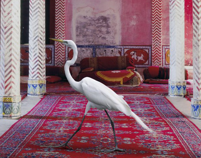 Karen Knorr