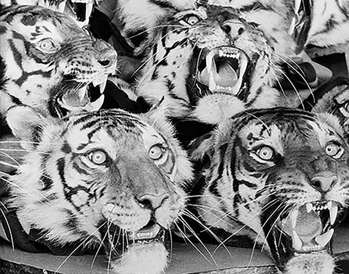 Beyond Trophy-Hunting: The History of Taxidermy in India