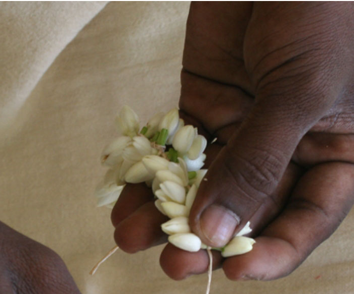 Worship, Beauty, and Fragrance: The Many Lives of the Jasmine Flower
