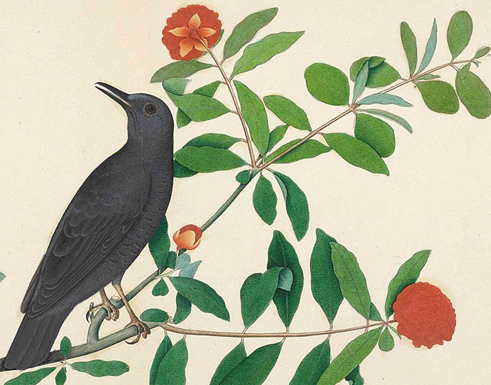 Art Meets Science: An 18th-Century Album Recording the Natural World