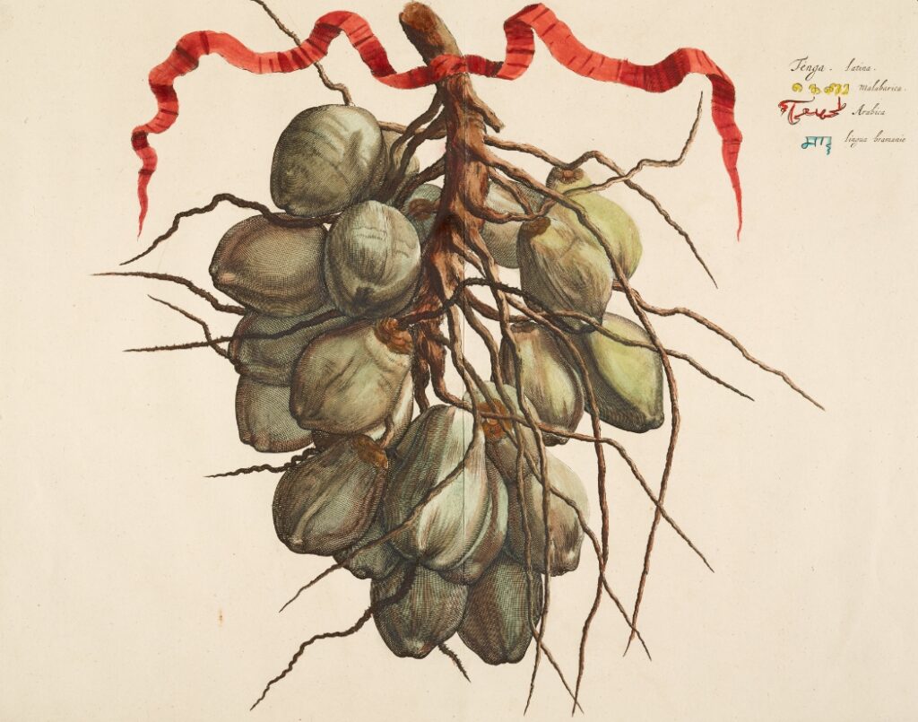 Hortus Malabaricus: How the Gardens of Malabar Travelled the World