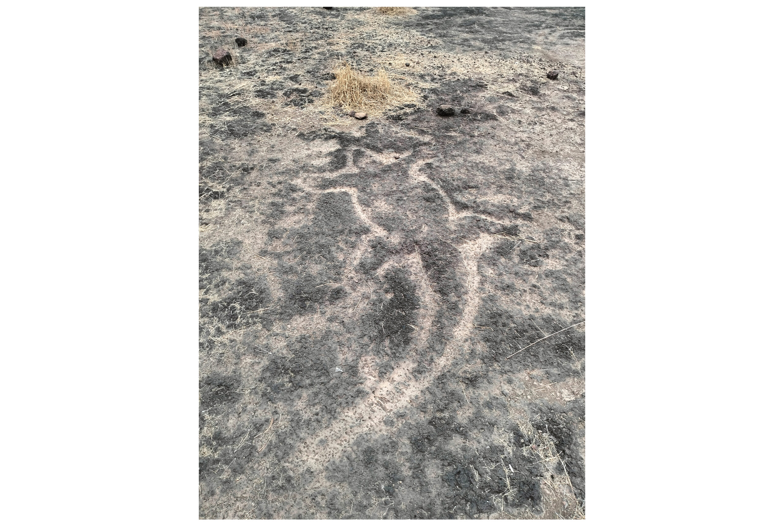 Photograph of a lizard shaped petroglyph at Barsu