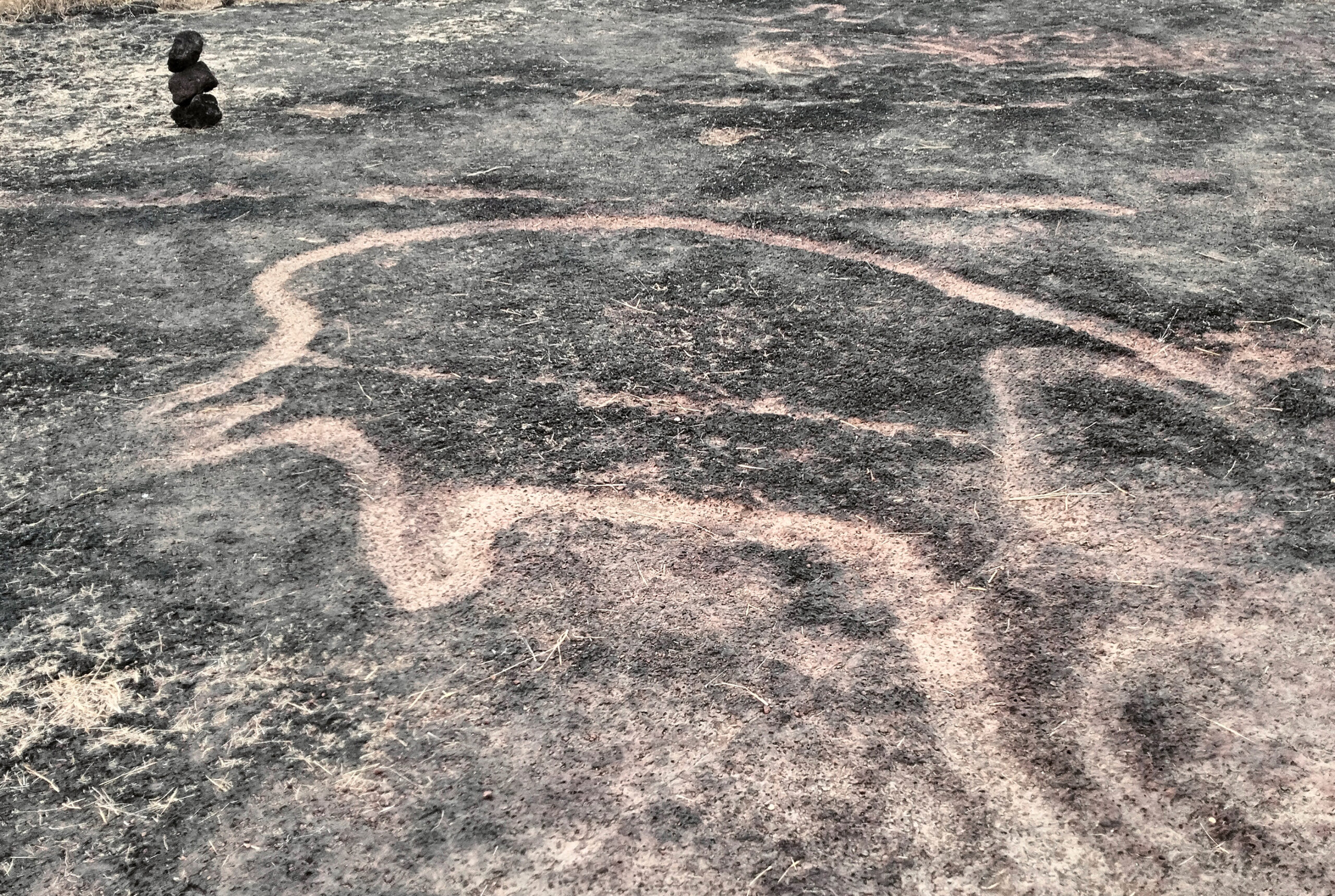 Photograph of a petroglyph showing an unidentified animal at Barsu