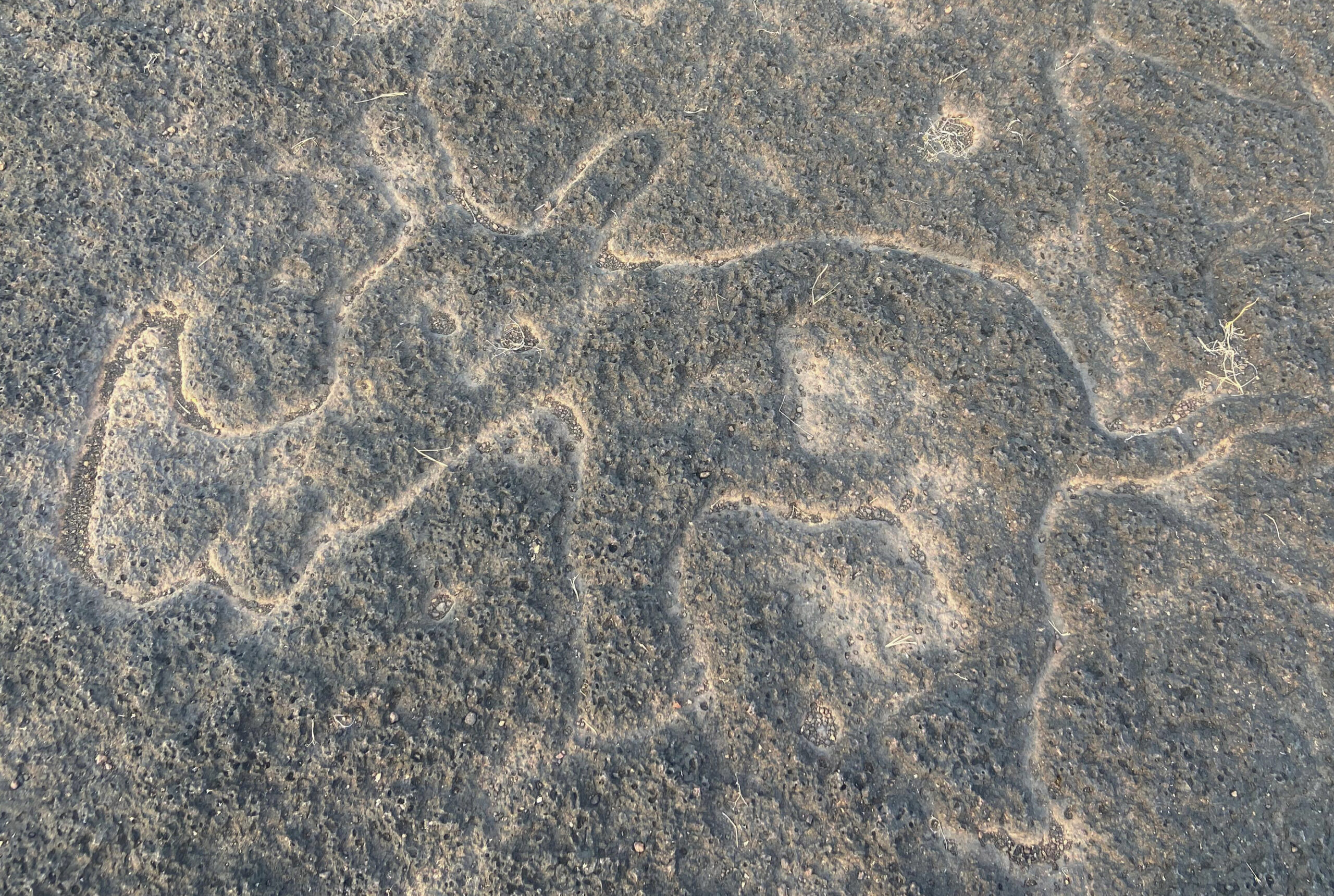 Photograph of petrogylph at Kasheli showing a rhiniceros