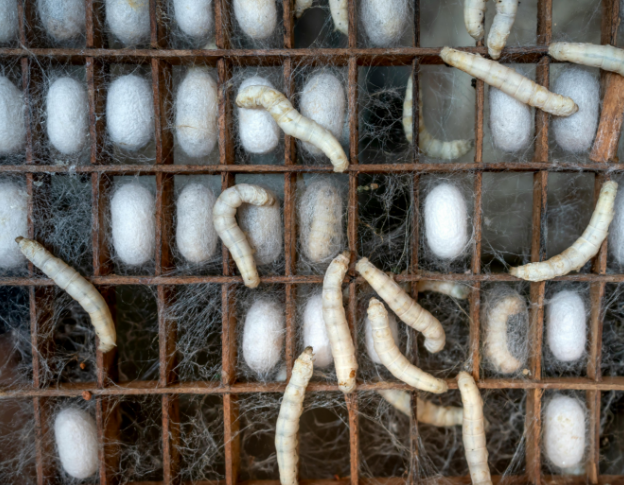 Tracing the Journey from Fibre to Fabric